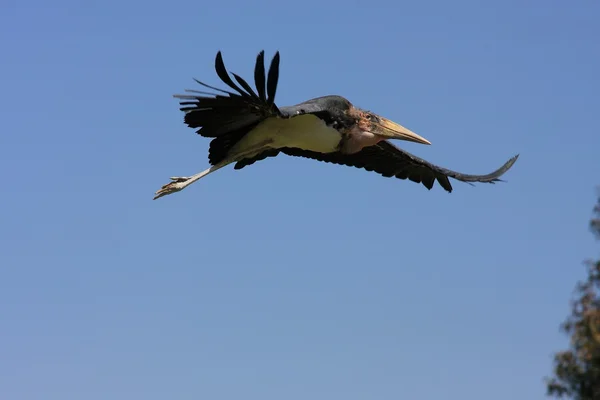 Marabou in flight — Stock Photo, Image