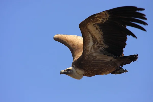 Abutre Griffon — Fotografia de Stock