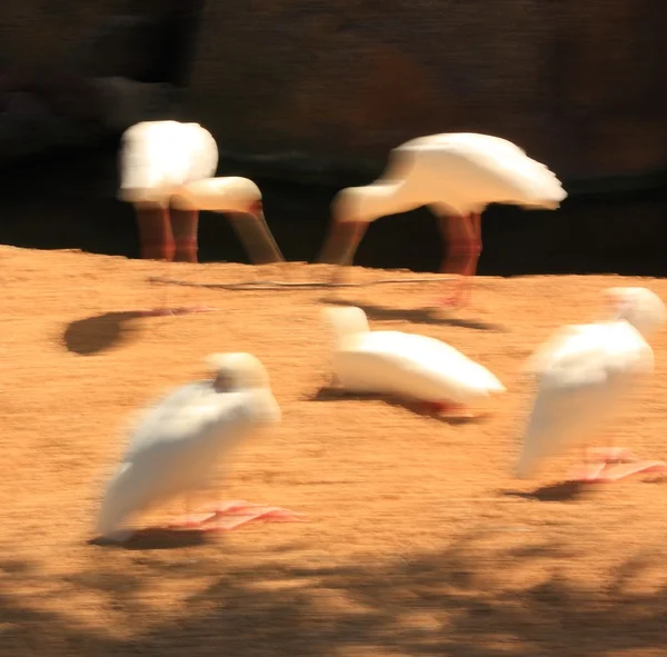 Colored bird — Stock Photo, Image