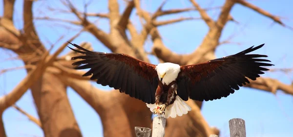 White-headed eagle — Stock Photo, Image