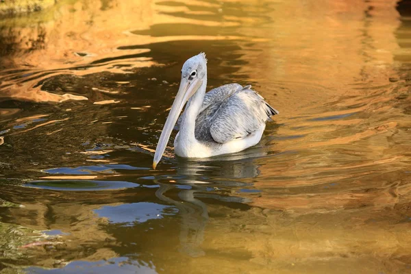 Aves de rapina — Fotografia de Stock