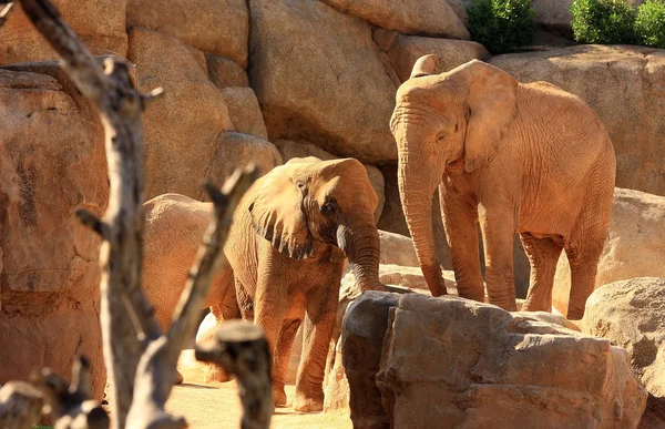 Elefante africano — Fotografia de Stock