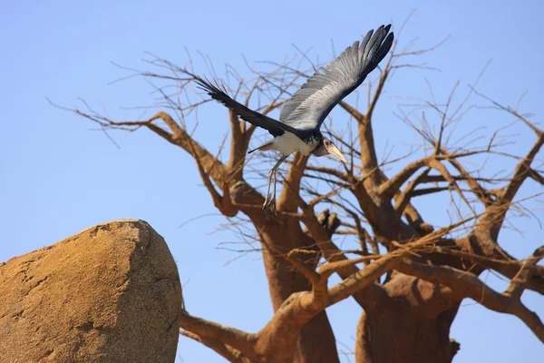Marabu létání — Stock fotografie