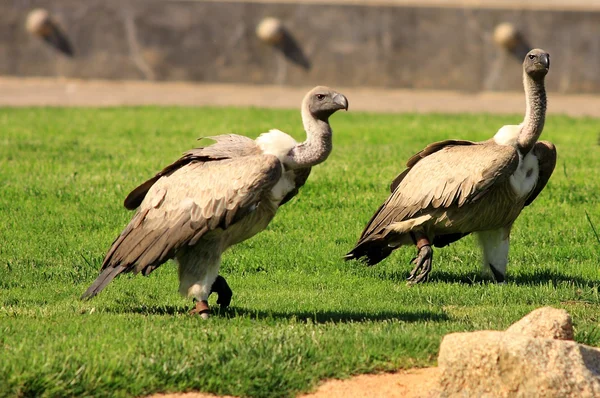 Abutre Griffon — Fotografia de Stock