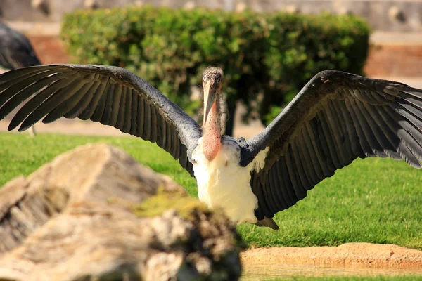 Marabou flying — Stock Photo, Image