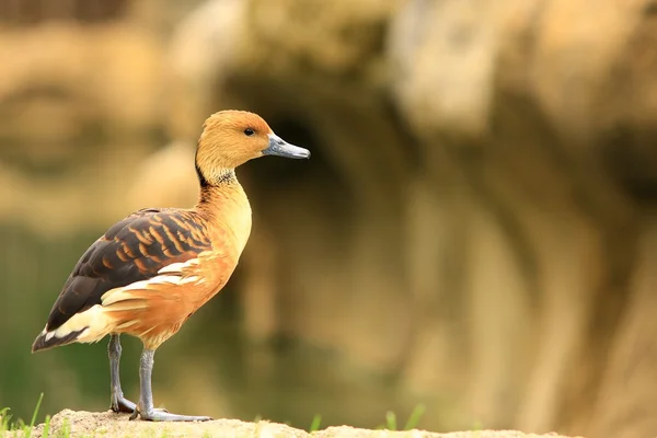 Fischadlervogel Stockbild