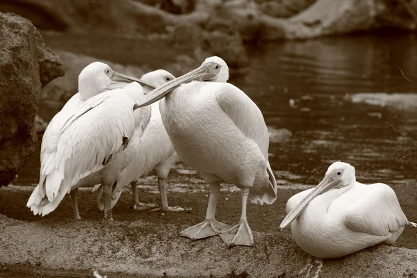 Pelicans resting — Stock Photo, Image