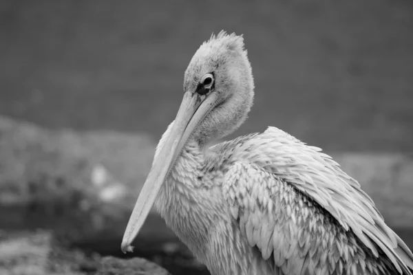 Pelicanos descansando — Fotografia de Stock