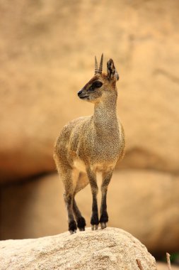 küçük dağ keçisi