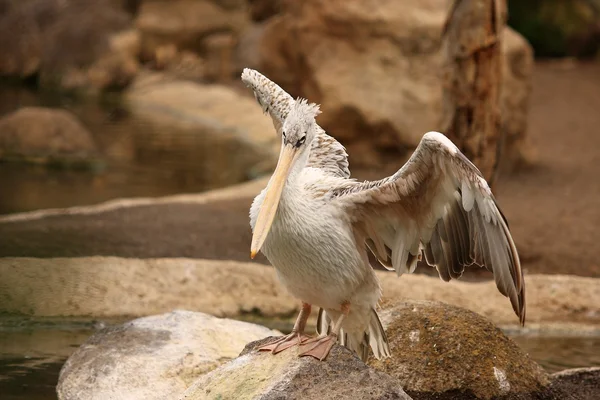 Bird resting — Stock Photo, Image