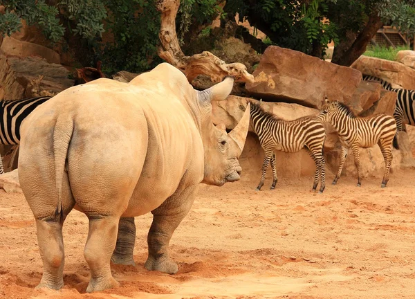 Afrika gergedan