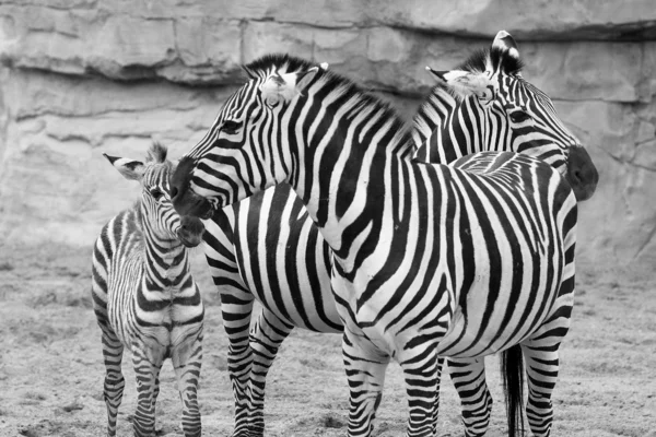 afrika zebra