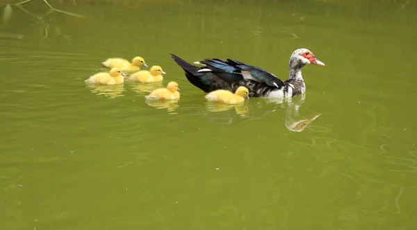 Duck with brood — Stock Photo, Image