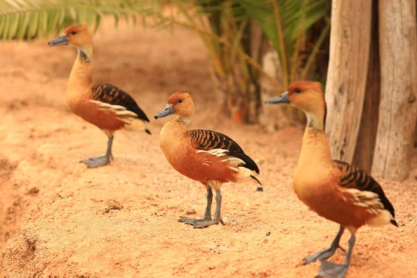 Duck with brood — Stock Photo, Image