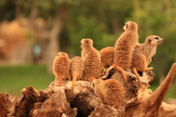 Meerkat. — Fotografia de Stock