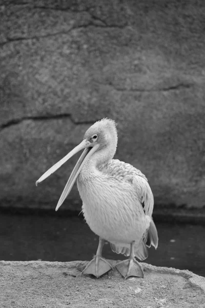 Bird resting — Stock Photo, Image