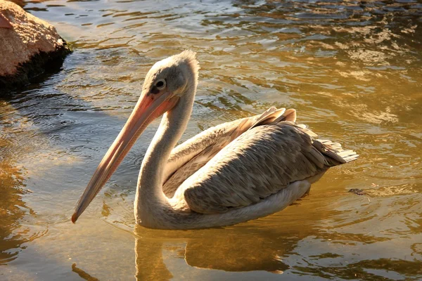 Bird resting — Stock Photo, Image