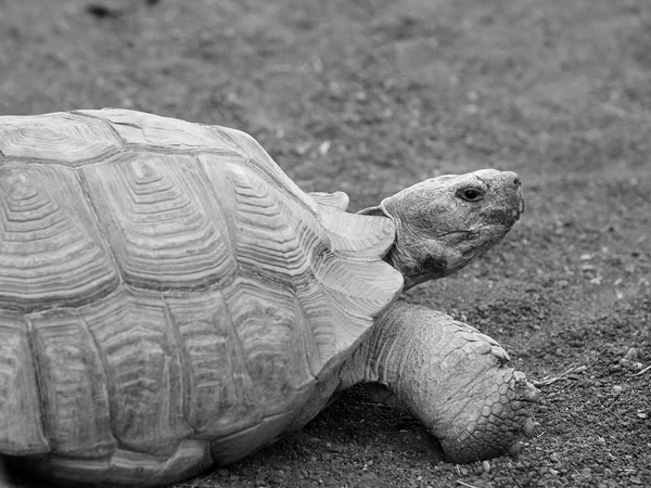 Schildkröte — Stockfoto