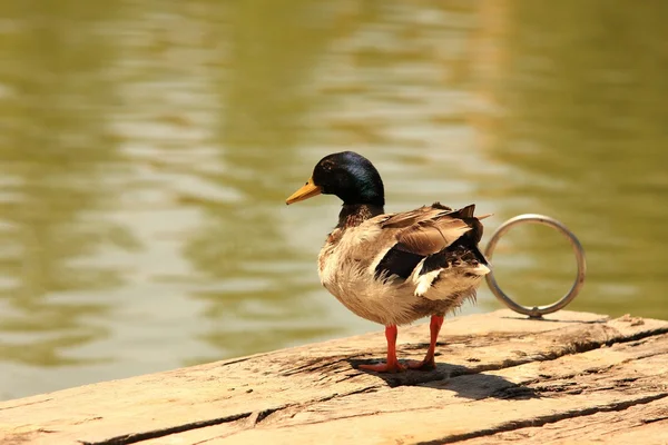 Anatra con nidiata — Foto Stock