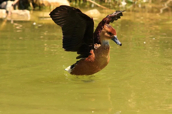 Pato com crias — Fotografia de Stock