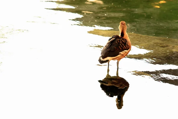 Pato com crias — Fotografia de Stock