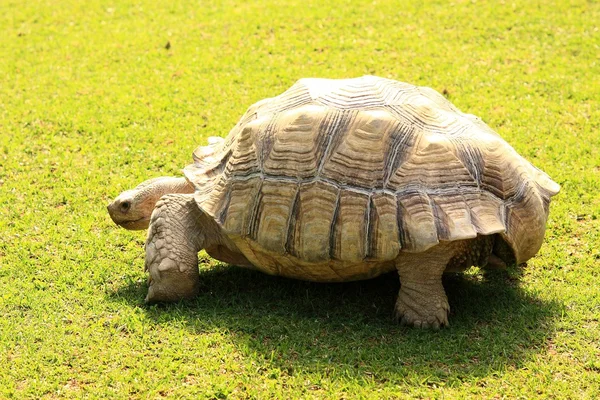 Turtle longeva — Stockfoto