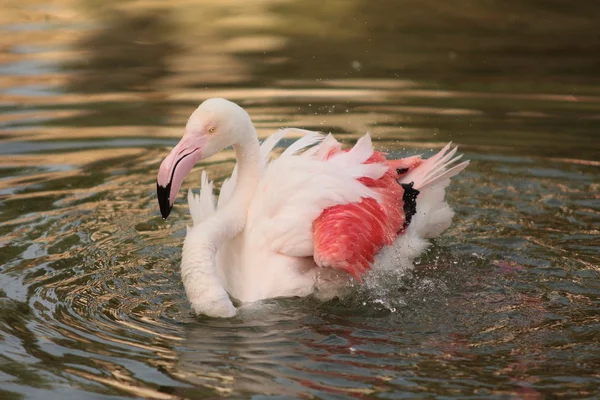 Flamingo — Stock Photo, Image