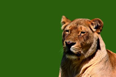 istirahat dişi aslan