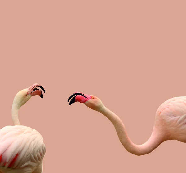 Love between birds — Stock Photo, Image