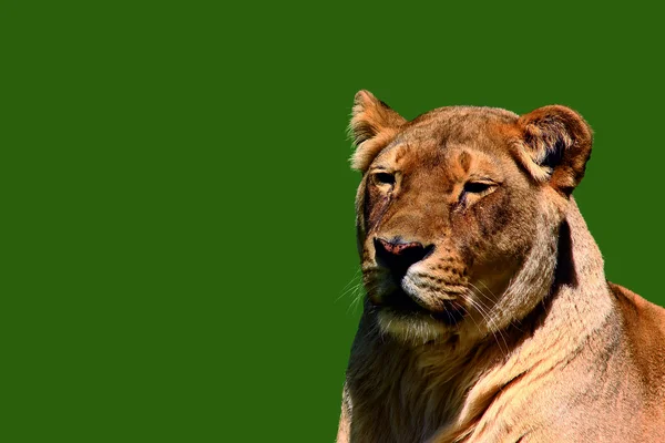 Lioness beristirahat — Stok Foto