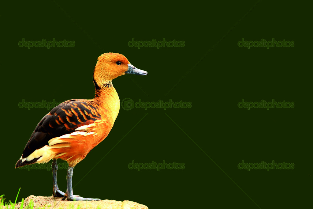 Download Black Background Duck Images