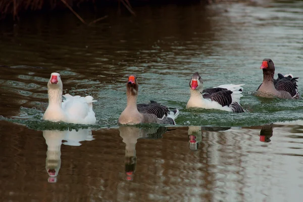 Duck negru fundal — Fotografie, imagine de stoc