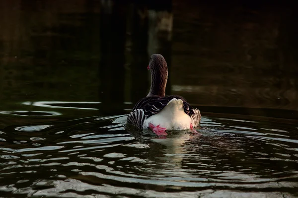 Duck negru fundal — Fotografie, imagine de stoc