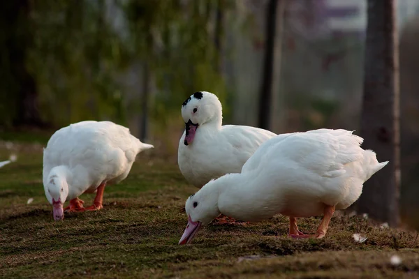 Duck black background — Stock Photo, Image