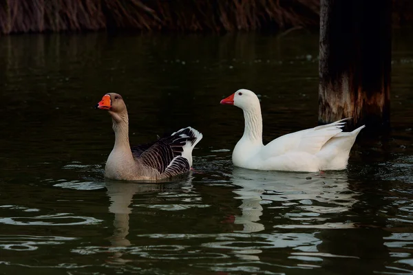 Pato fundo preto — Fotografia de Stock