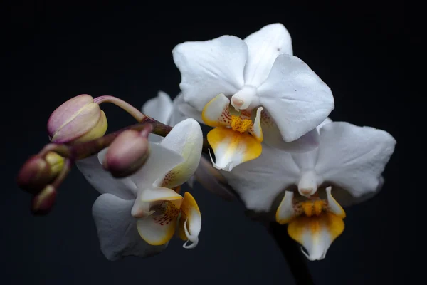 Orquídea branca sobre fundo preto — Fotografia de Stock