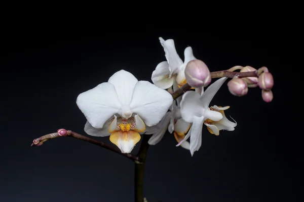 Orquídea branca sobre fundo preto — Fotografia de Stock