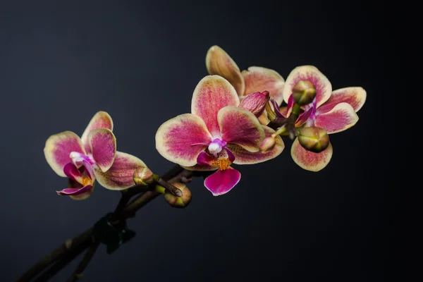 Orquídea violeta no fundo preto — Fotografia de Stock