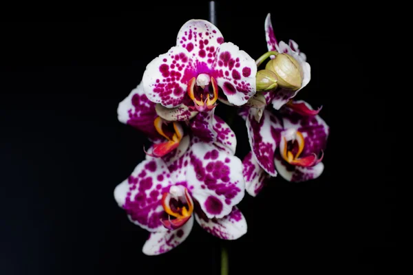 Orquídea roxa no fundo preto — Fotografia de Stock
