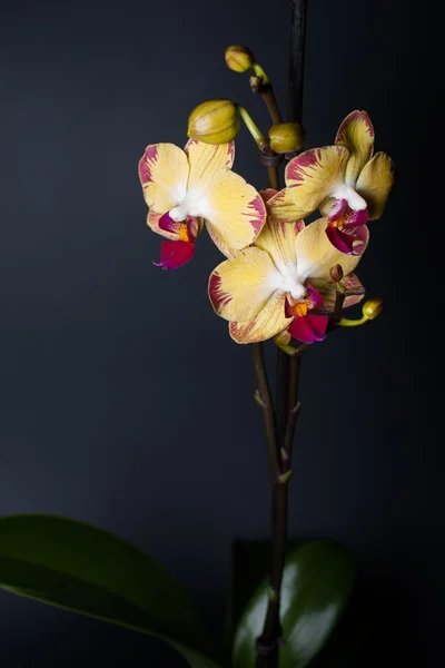 Orquídea amarela no fundo preto — Fotografia de Stock