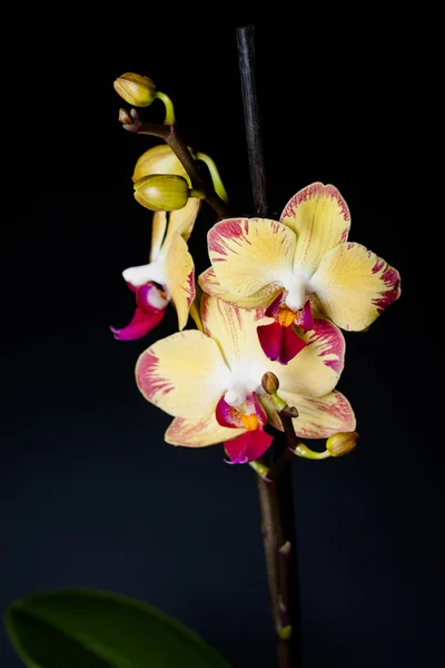 Orquídea amarela no fundo preto — Fotografia de Stock