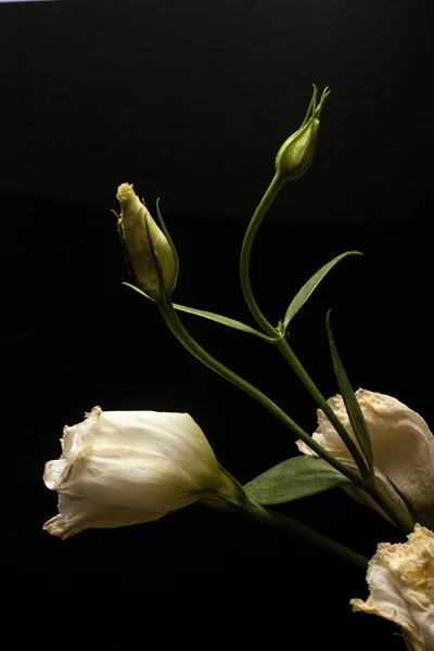 Tote Blumen — Stockfoto