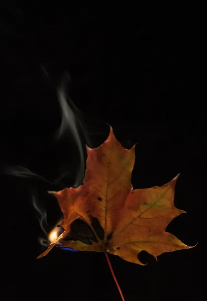 Blätter in Flammen — Stockfoto