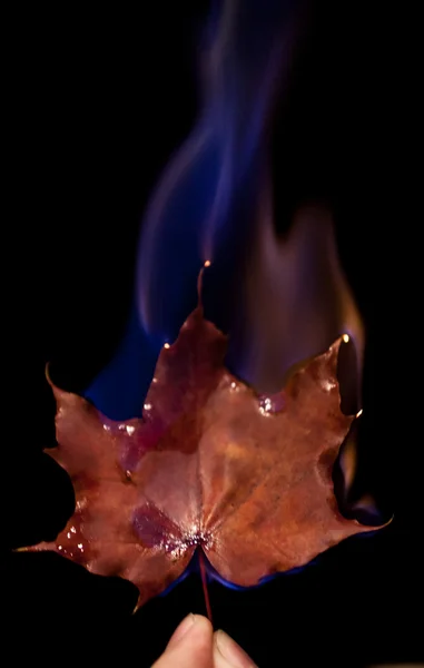 Leaves in flame — Stock Photo, Image