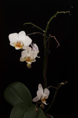 Beyaz Orkide