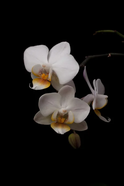 Orquídea branca — Fotografia de Stock