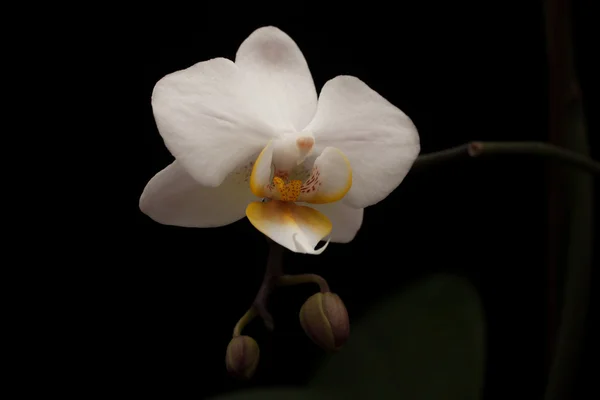 Orquídea branca — Fotografia de Stock