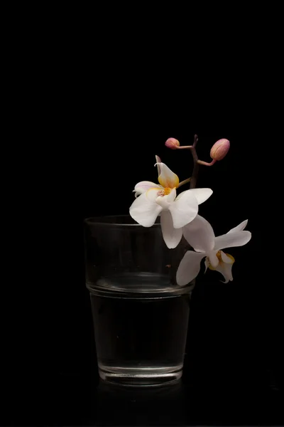 Weiße Orchidee im Glas — Stockfoto