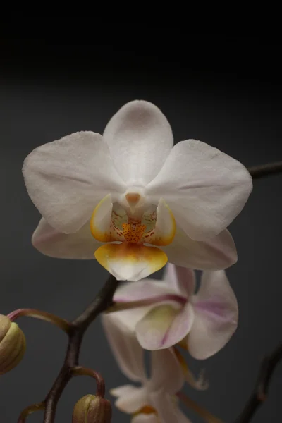 Orquídea branca — Fotografia de Stock