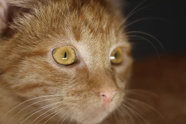 Turuncu kedi